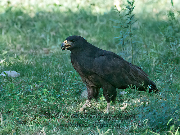 Buteogallus anthracinus  COMMON BLACK HAWK 6040742z