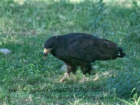 Buteogallus anthracinus  COMMON BLACK HAWK 6040739z