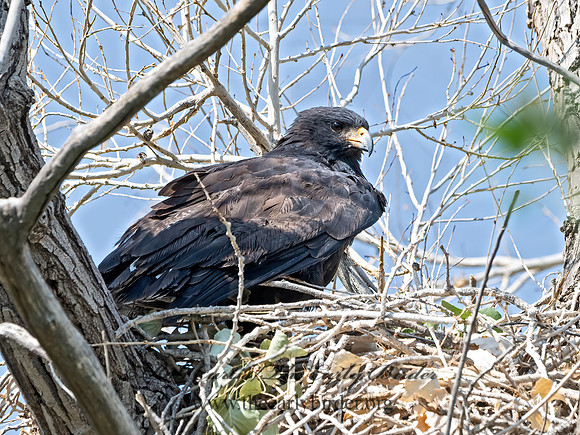 Buteogallus anthracinus  COMMON BLACK HAWK 3038367z