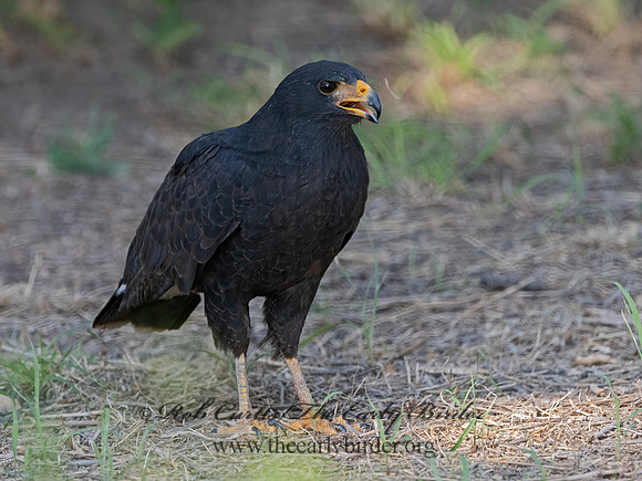 Buteogallus anthracinus  COMMON BLACK HAWK 3038459z