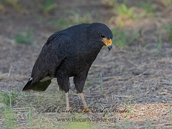 Buteogallus anthracinus  COMMON BLACK HAWK 3038464z