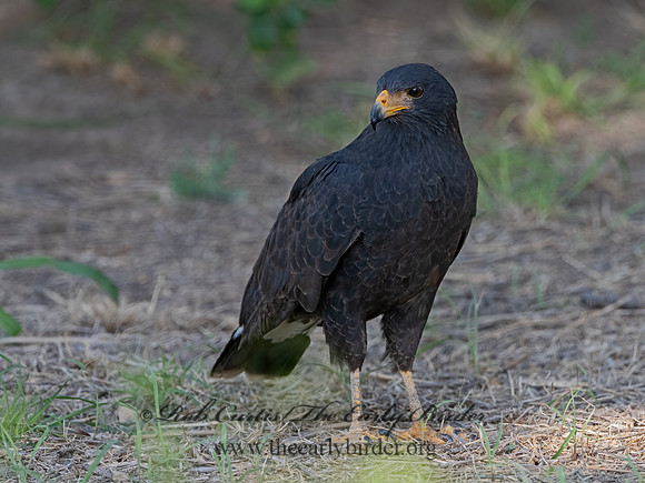 Buteogallus anthracinus  COMMON BLACK HAWK 3038467z