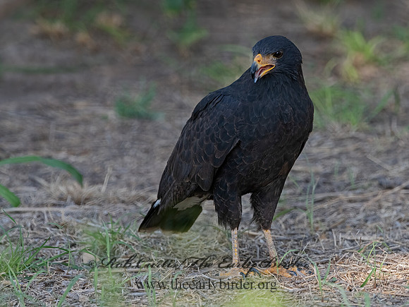 Buteogallus anthracinus  COMMON BLACK HAWK 3038466z