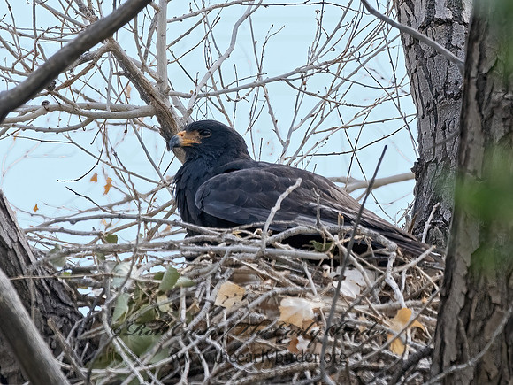 Buteogallus anthracinus  COMMON BLACK HAWK 3038389z