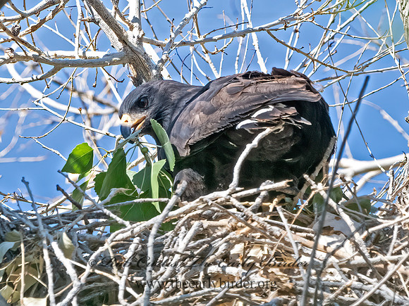 Buteogallus anthracinus  COMMON BLACK HAWK 3039014z