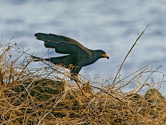 Buteogallus anthracinus  COMMON BLACK HAWK 205514z