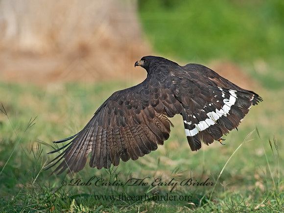 Buteogallus anthracinus  COMMON BLACK HAWK 6040841z