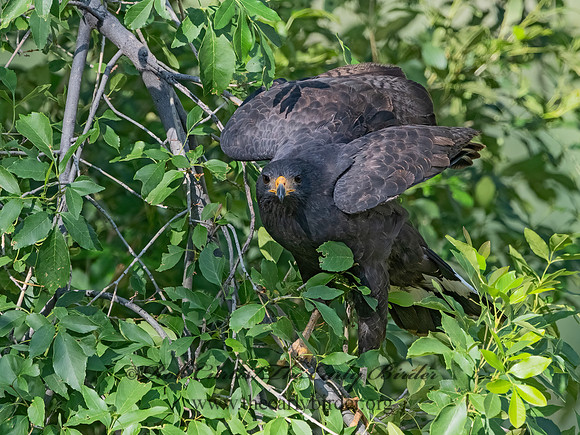 Buteogallus anthracinus  COMMON BLACK HAWK 3038485z