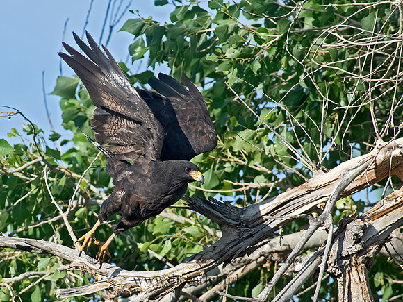 Buteogallus anthracinus  COMMON BLACK HAWK 6040835z