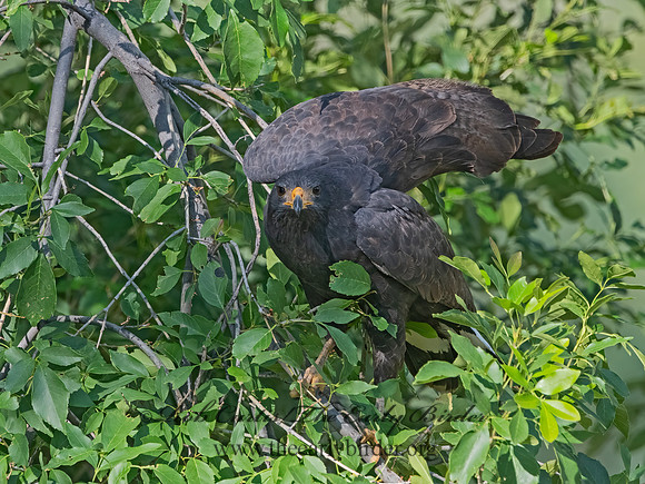 Buteogallus anthracinus  COMMON BLACK HAWK 3038487z