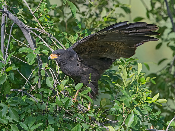 Buteogallus anthracinus  COMMON BLACK HAWK 3038489z