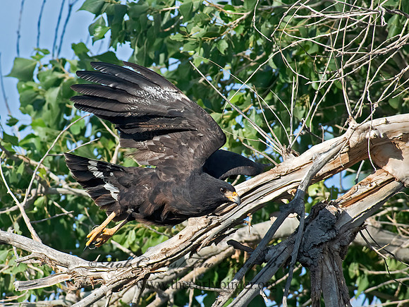 Buteogallus anthracinus  COMMON BLACK HAWK 6040837z