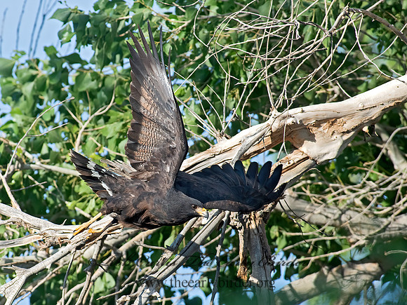 Buteogallus anthracinus  COMMON BLACK HAWK 6040838z