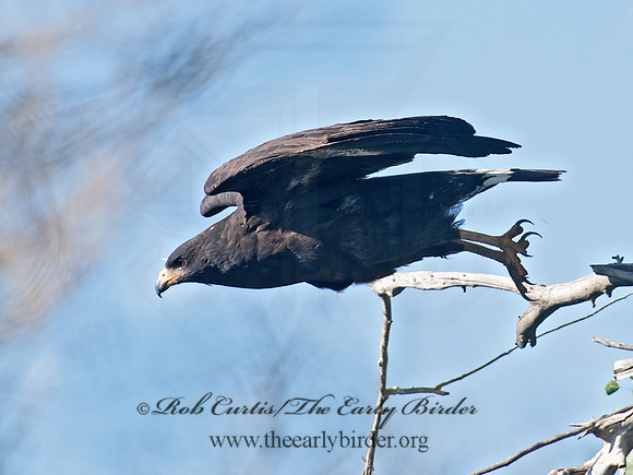 Buteogallus anthracinus  COMMON BLACK HAWK 6040724z