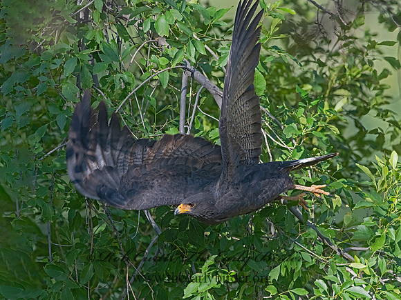 Buteogallus anthracinus  COMMON BLACK HAWK 3038494z-