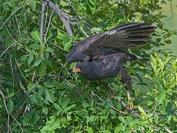 Buteogallus anthracinus  COMMON BLACK HAWK 3038493z-