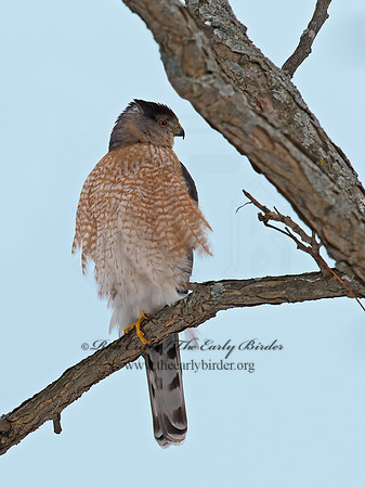 Accipiter cooperii  COOPER'S HAWK 6029878z