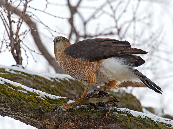 Accipiter cooperii  COOPER'S HAWK 9007048z