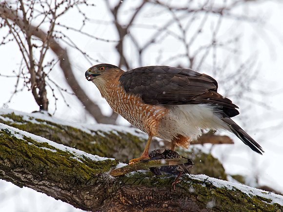 Accipiter cooperii  COOPER'S HAWK 9007051z