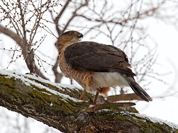 Accipiter cooperii  COOPER'S HAWK 9007134z
