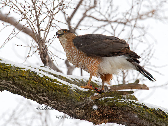 Accipiter cooperii  COOPER'S HAWK 9007108z