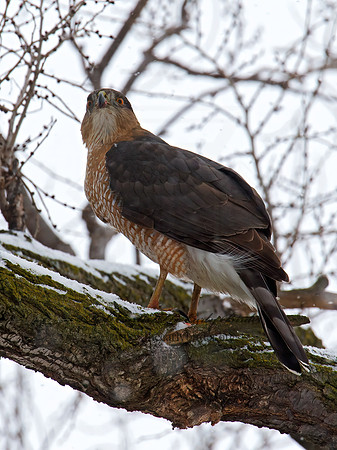 Accipiter cooperii  COOPER'S HAWK 9007139z