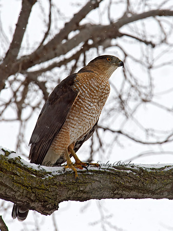Accipiter cooperii  COOPER'S HAWK 9007144z