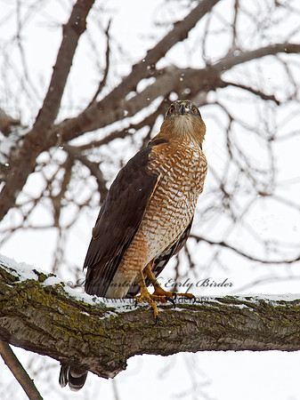 Accipiter cooperii  COOPER'S HAWK 9007145z
