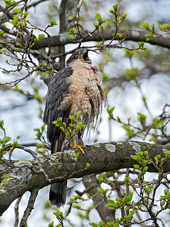 Accipiter cooperii  COOPER'S HAWK 9011361z