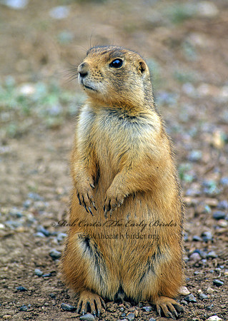 Cynomys parvidens  UTAH PRAIRIE DOG 104902z
