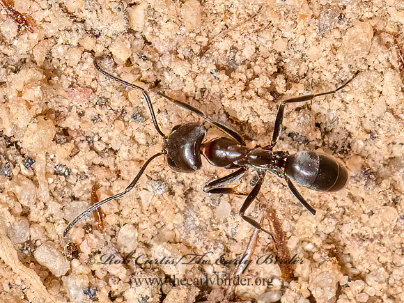 Dorymyrmex smithi  PYRAMID ANT 3025211z