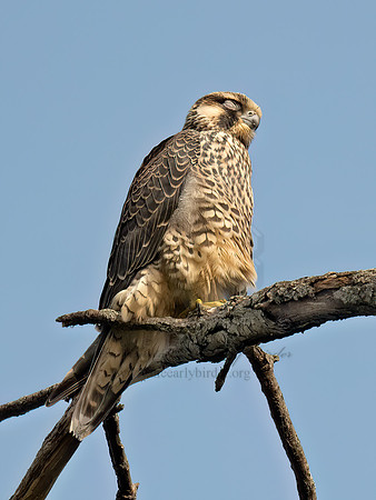 Falco peregrinus PEREGRINE FALCON 9090570z