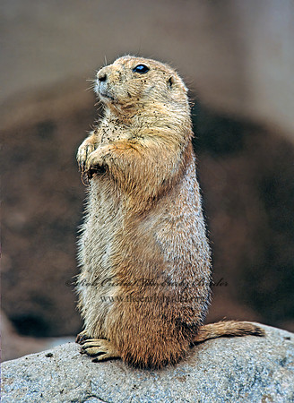 Cynomys ludovicianus  BLACK-TAILED PRAIRIE DOG 301620z