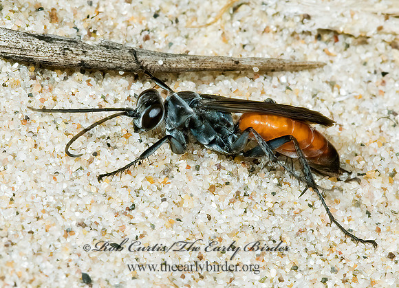 Anoplius apiculatus autumnalis  SPIDER WASP 5001876z