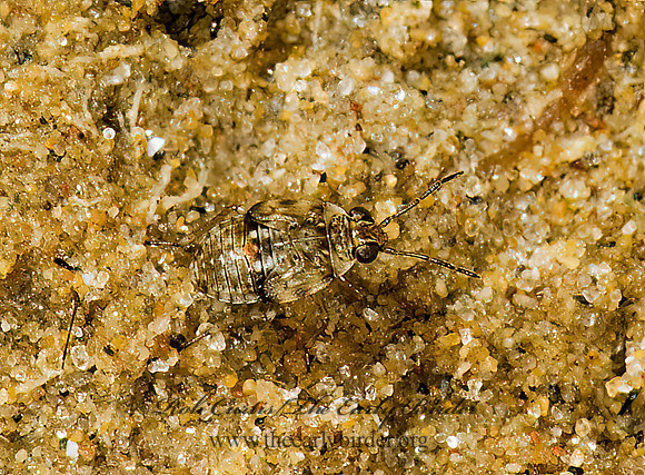 Saldula pallipes 5000335z