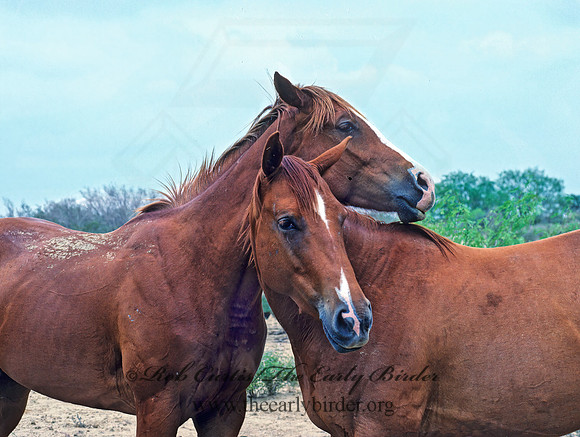 Equus caballus  HORSE 54628z