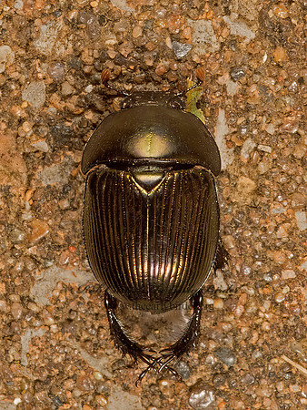 Geotrupes splendidus~  EARTH-BORING SCARAB 9051513z
