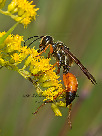 Sphex ichneumoneus  GREAT GOLDEN DIGGER WASP 9040623z