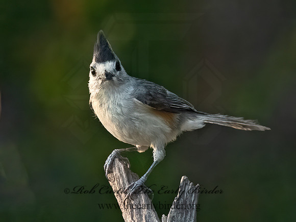 Baeolophus atricristatus  BLACK-CRESTED TITMOUSE 3032940z
