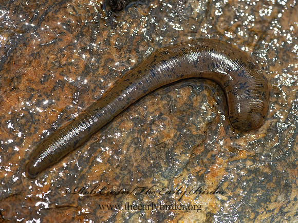 Haemopis  LEECH 3024262-z