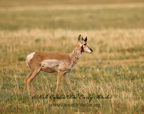 Antilocapra americana  PRONGHORN 6027870z