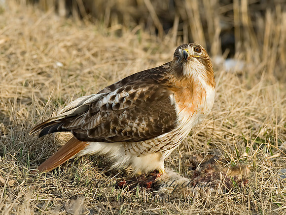 Buteo jamaicensis  RED-TAILED HAWK 6021680z