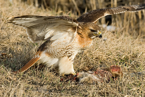Buteo jamaicensis  RED-TAILED HAWK 6021687z