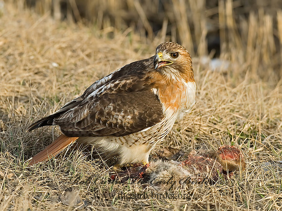 Buteo jamaicensis  RED-TAILED HAWK 6021690z