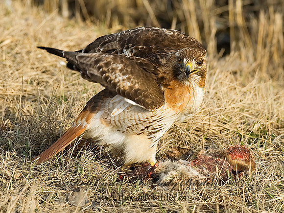 Buteo jamaicensis  RED-TAILED HAWK 6021689z