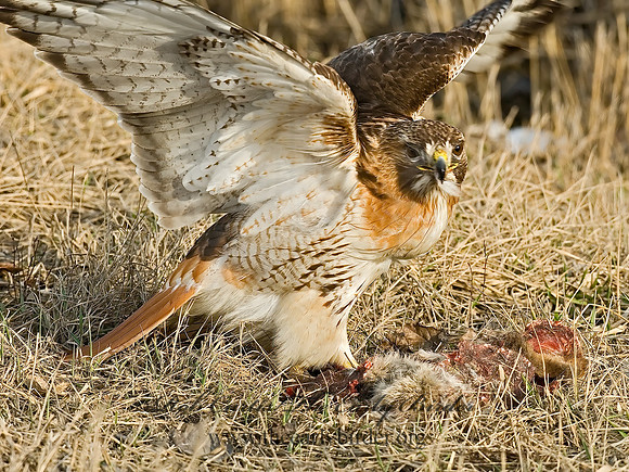 Buteo jamaicensis  RED-TAILED HAWK 6021688z