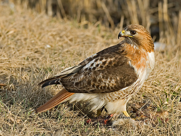Buteo jamaicensis  RED-TAILED HAWK 6021678z