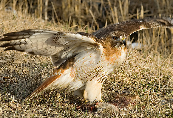 Buteo jamaicensis  RED-TAILED HAWK 6021677z