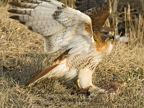 Buteo jamaicensis  RED-TAILED HAWK 6021676z