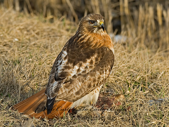 Buteo jamaicensis  RED-TAILED HAWK 6021675z